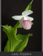 Lady Slippers Photos