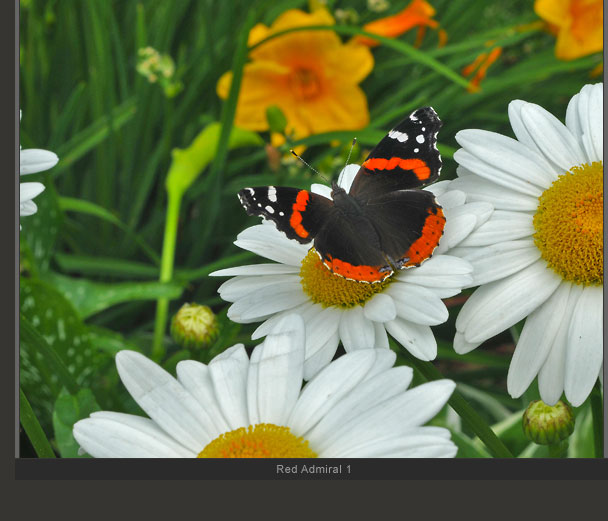 Red Admiral 1