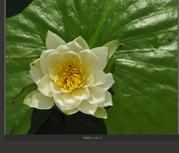 Water Lily 2