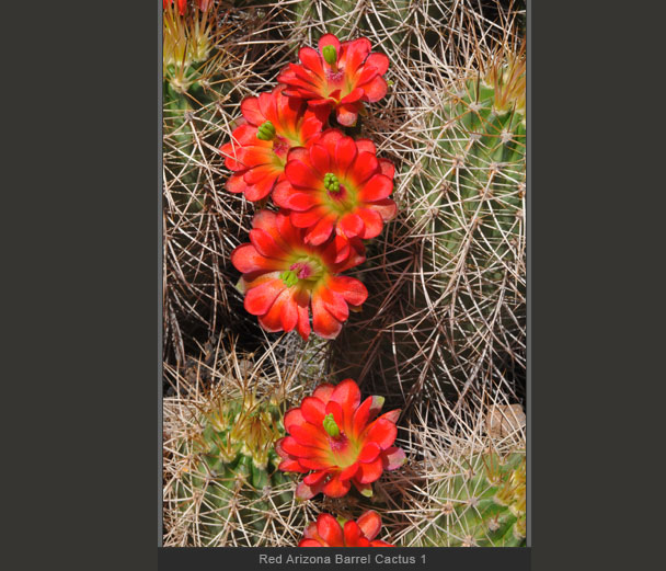 Red Arizona Barrel Cactus 1