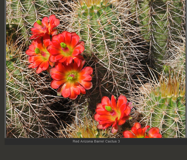 Red Arizona Barrel Cactus 3