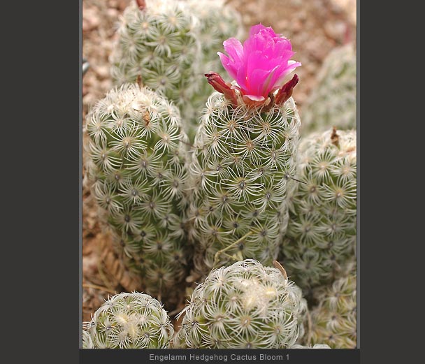 EH Cactus Bloom 1