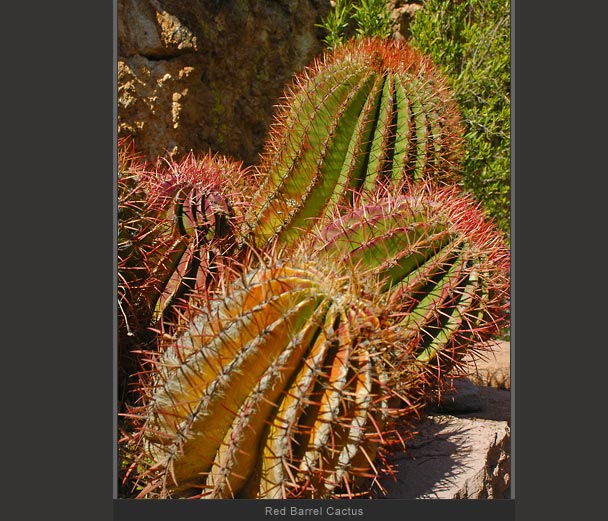 Red Barrel Cactus