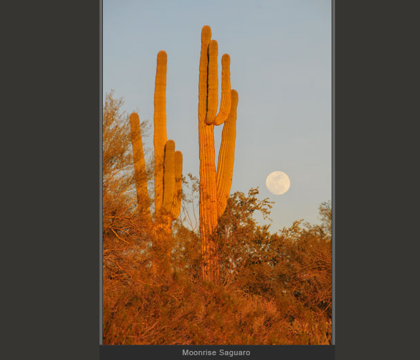 Moonrise Saguaro