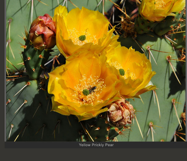 Yellow Prickly Pear