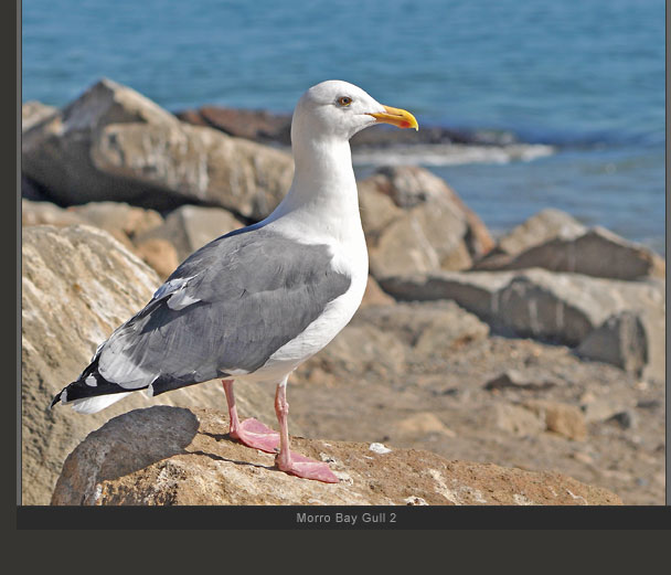Morro Bay Gull 2