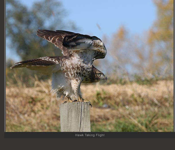 Hawk Taking Flight