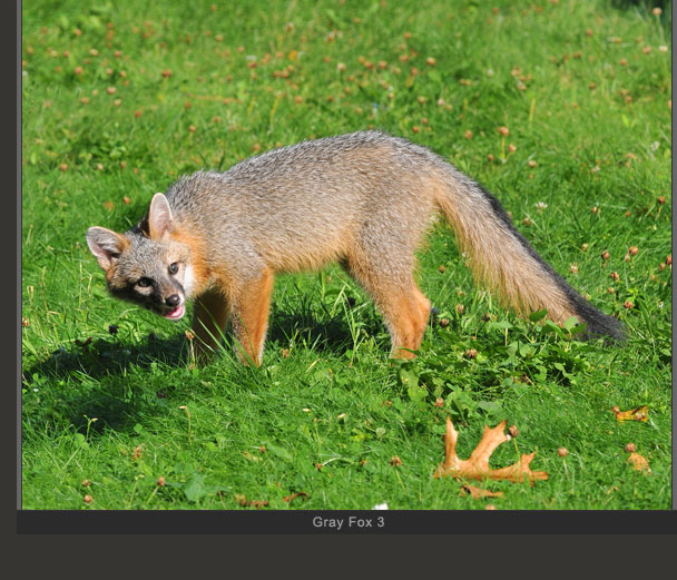 Gray Fox 3