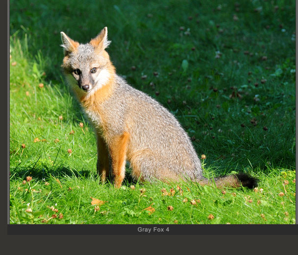 Gray Fox 4