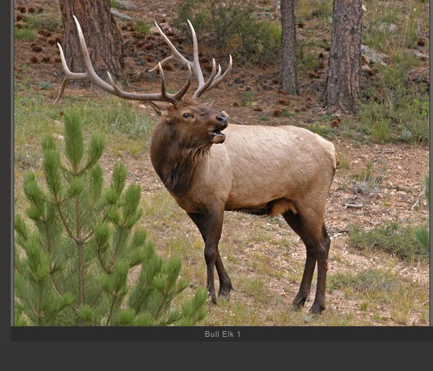 Bull Elk 1