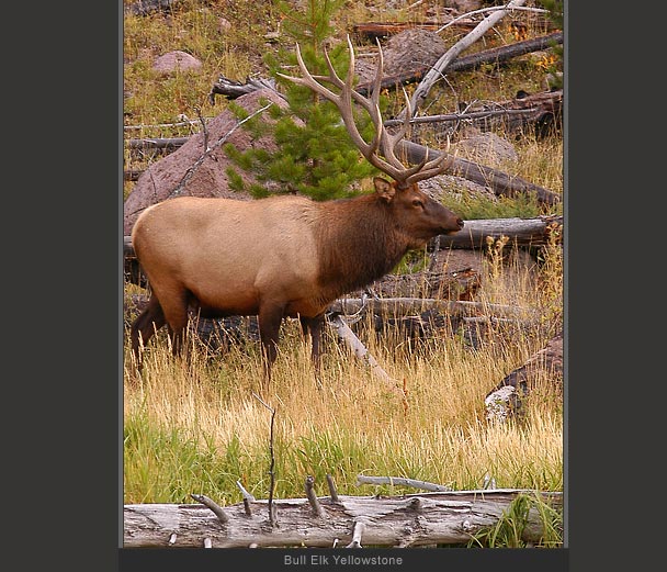 Bull Elk Yellowstone