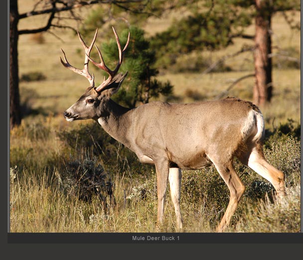 Mule Deer Buck 1