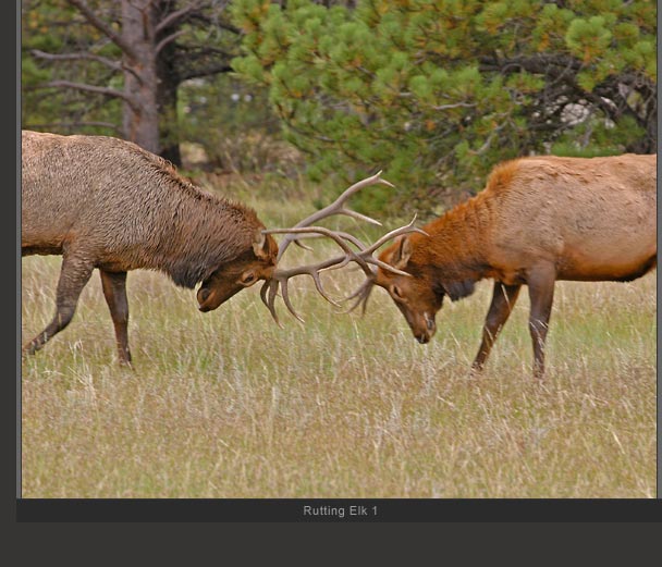 Rutting Elk 1